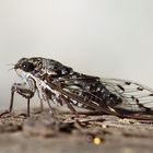 Cicada orni