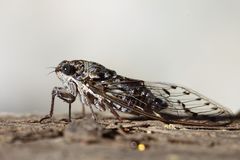 Cicada orni