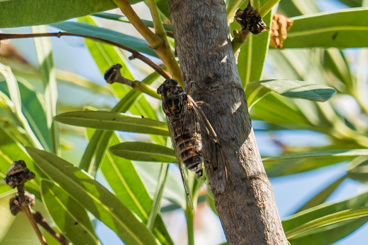 Cicada orni