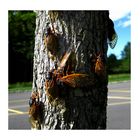 Cicadas Invasion