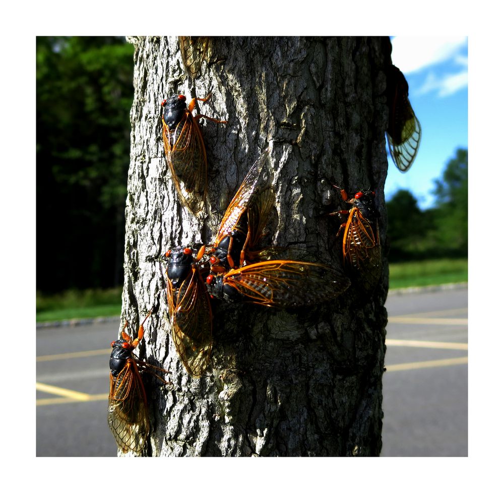 Cicadas Invasion