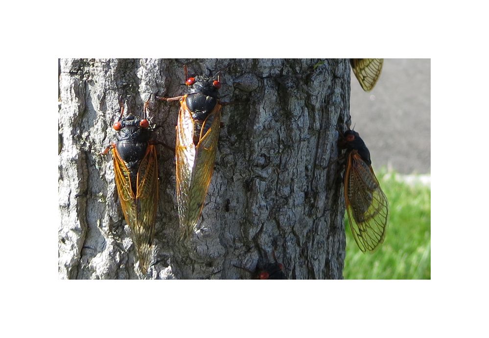 Cicadas Invasion II