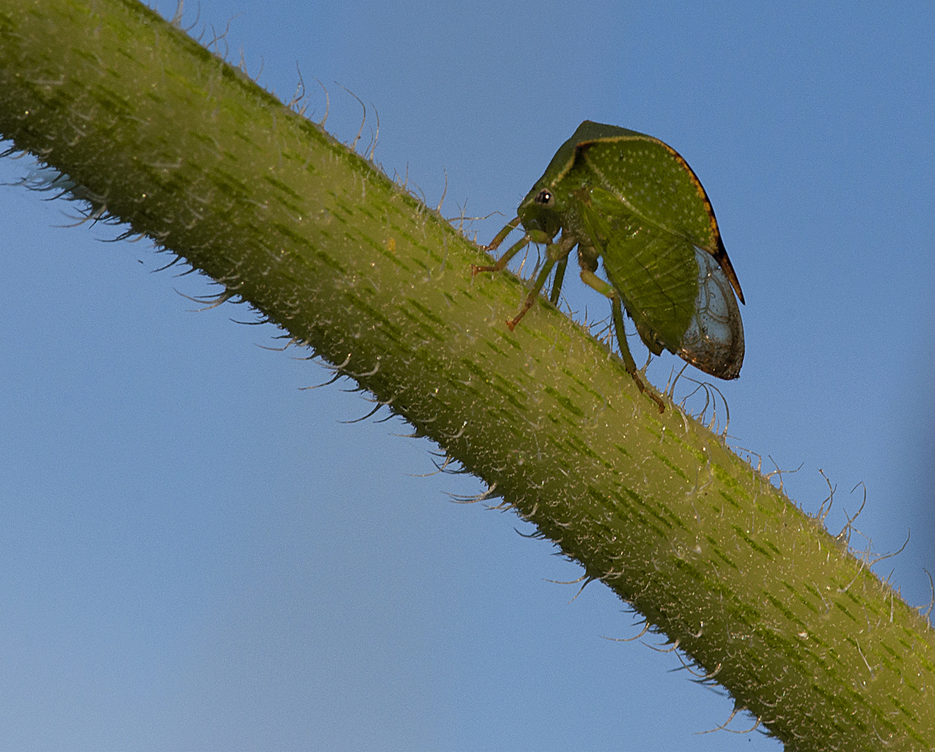 Cicadella Bufalo
