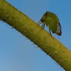 Cicadella Bufalo