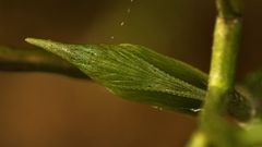 Cicadella petiolata??? FOTORÄTSEL! - Nein: eine Aurorafalter-Puppe!