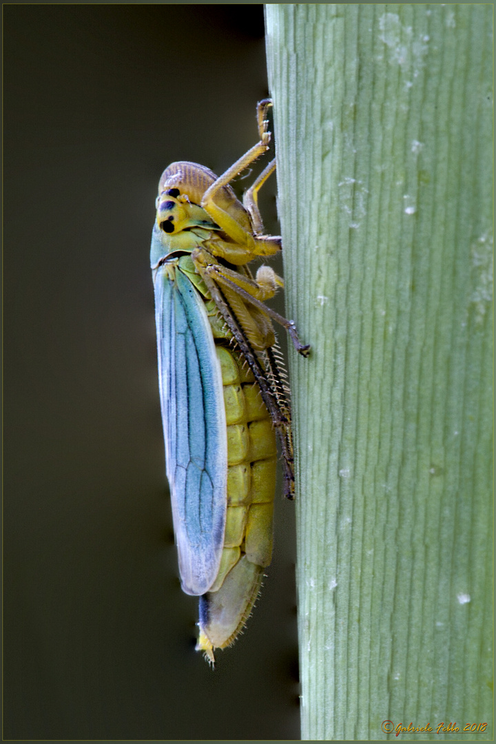 cicadella virdis