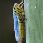 cicadella virdis