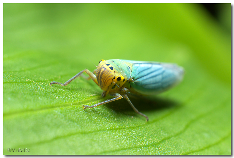 :: Cicadella Viridis ::