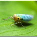 :: Cicadella Viridis ::