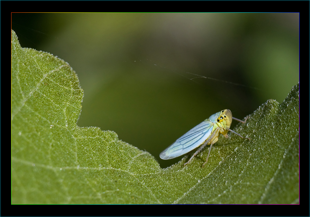 Cicadella Viridis 2