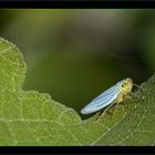 Cicadella Viridis 2