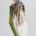 Cicadella Viridis