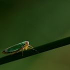 Cicadella Viridis 