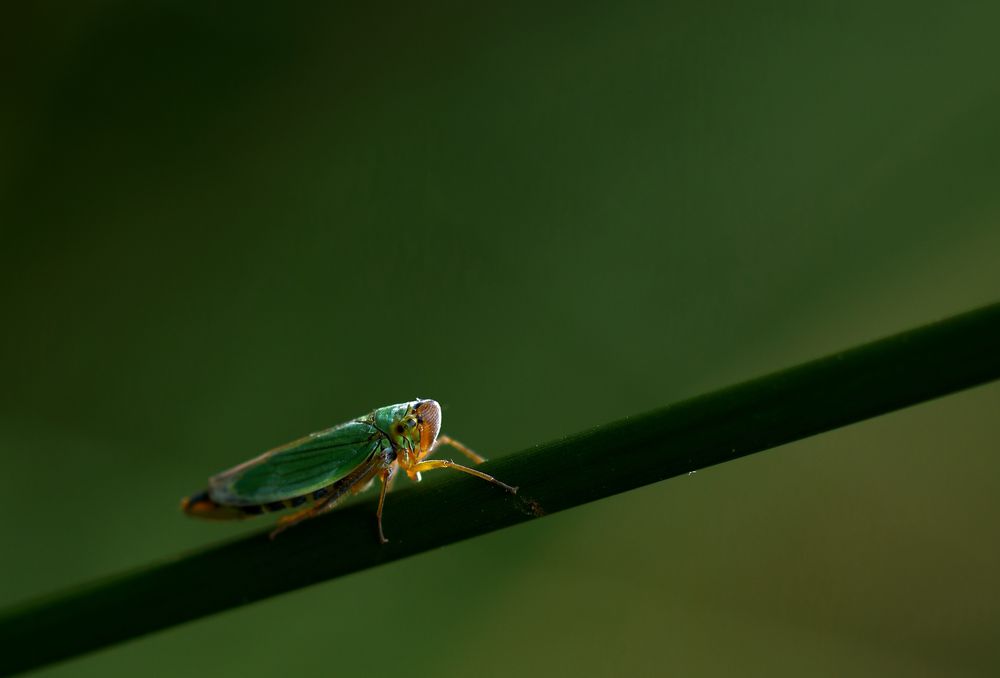 Cicadella Viridis 