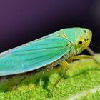 Cicadella viridis Binsenschmuckzikade