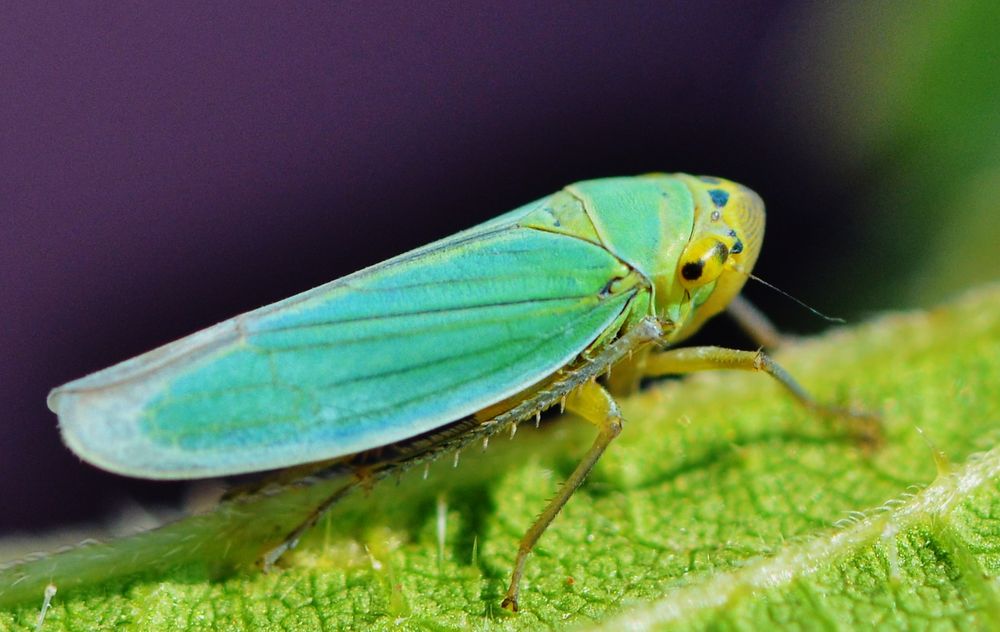 Cicadella viridis Binsenschmuckzikade