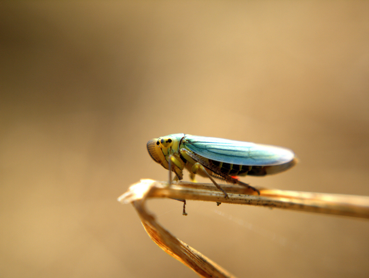 Cicadella viridis-Binsenschmuckzikade