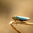 Cicadella viridis-Binsenschmuckzikade