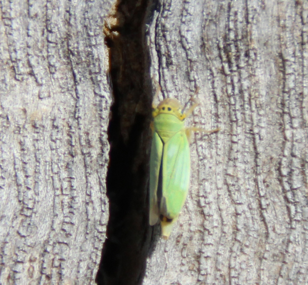 Cicadella viridis-Binsenschmuckzikade  