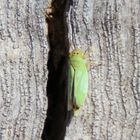 Cicadella viridis-Binsenschmuckzikade  