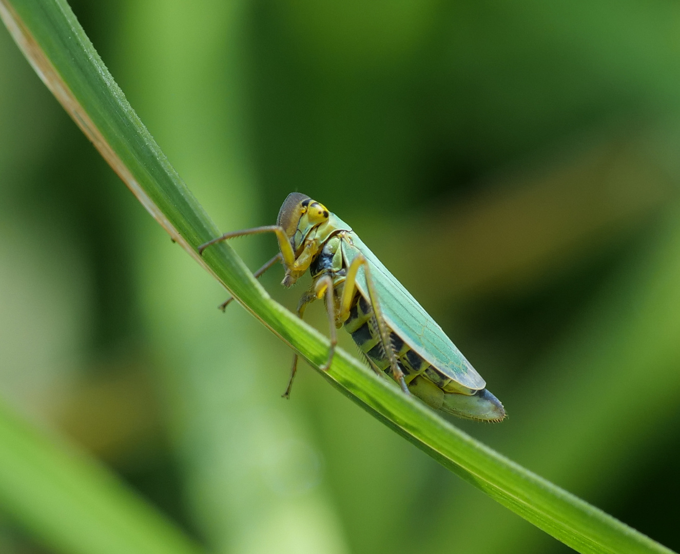 Cicadella viridis  Binsenschmuckzikade  Grüne Zwergzikade