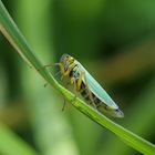 Cicadella viridis  Binsenschmuckzikade  Grüne Zwergzikade