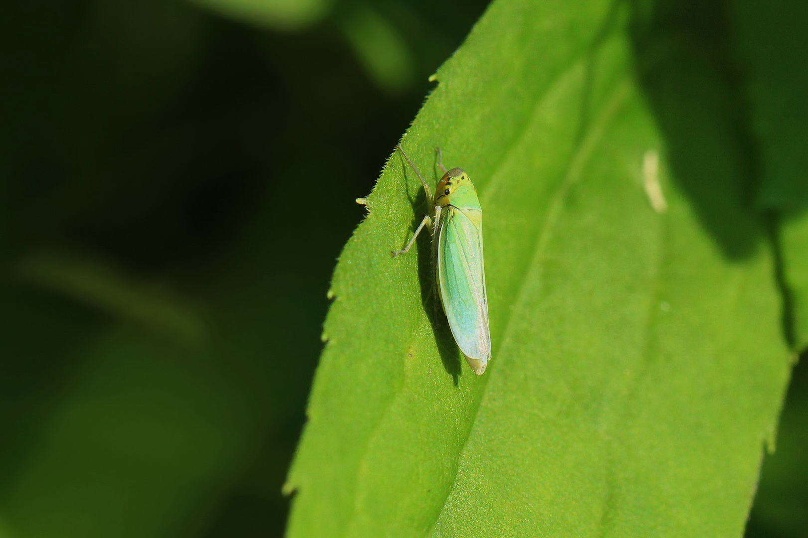 Cicadella viridis