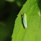 Cicadella viridis