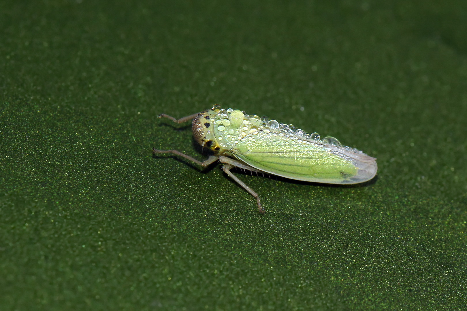 Cicadella viridis