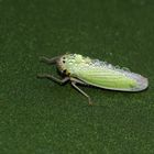 Cicadella viridis