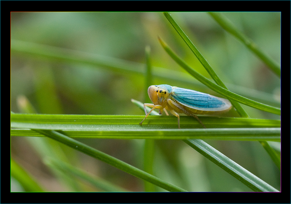 Cicadella Viridis