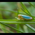 Cicadella Viridis