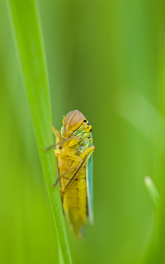 Cicadella Viridis - die Grüne Zwergzikade