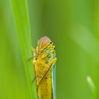 Cicadella Viridis - die Grüne Zwergzikade