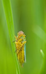 Cicadella Viridis - die Grüne Zwergzikade