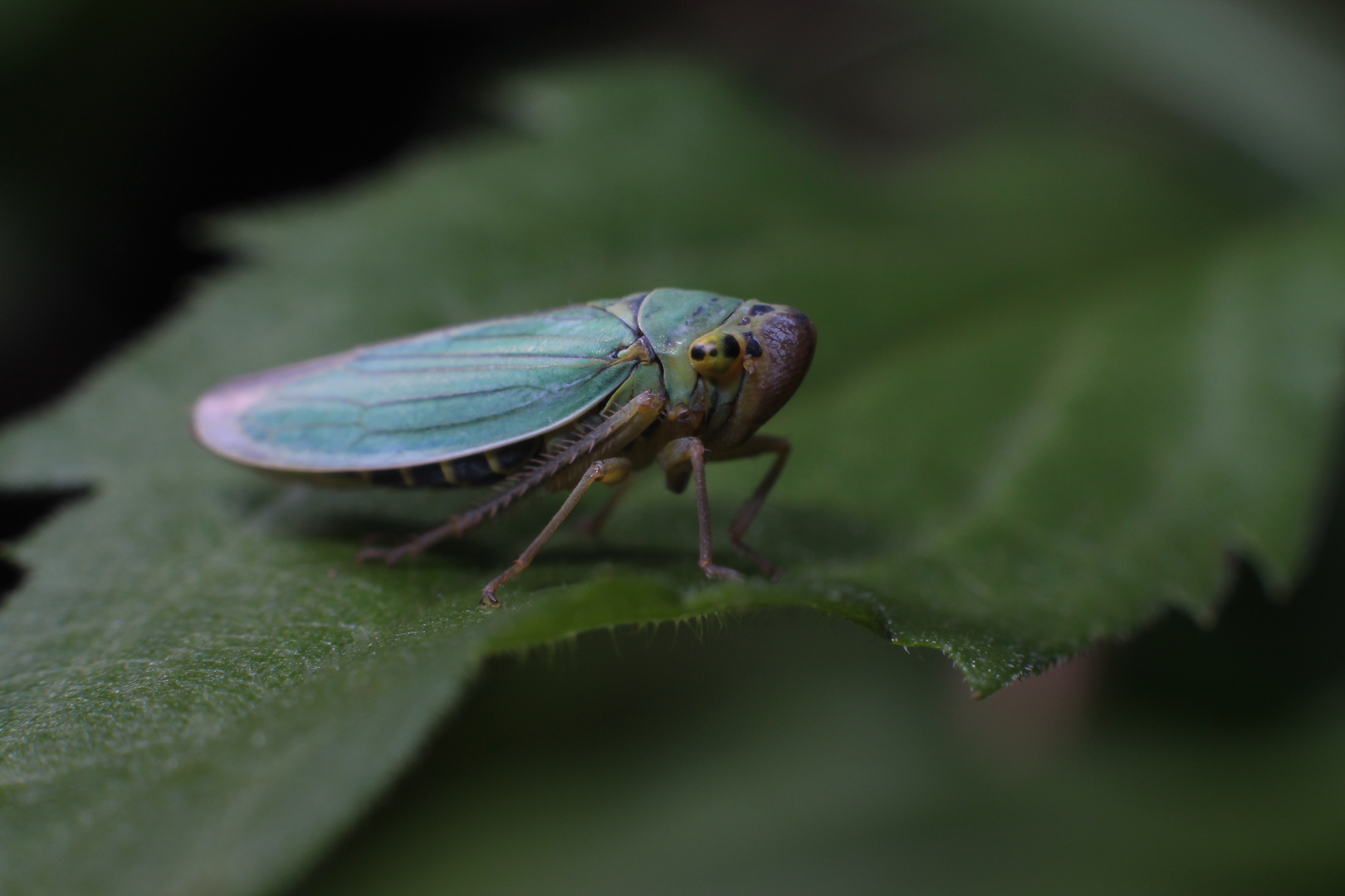 Cicadella Viridis