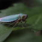 Cicadella Viridis