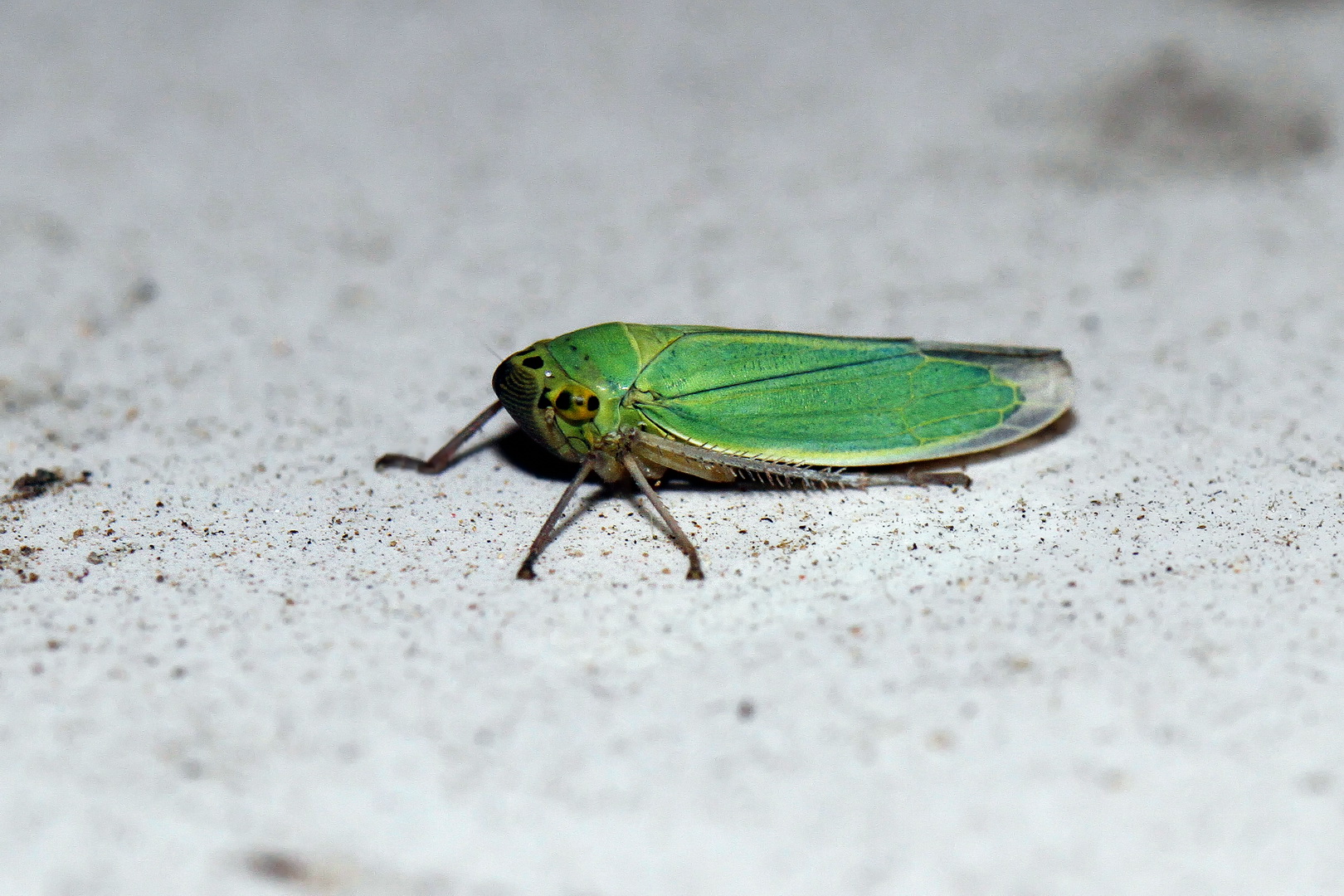 Cicadella viridis