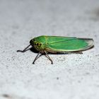 Cicadella viridis