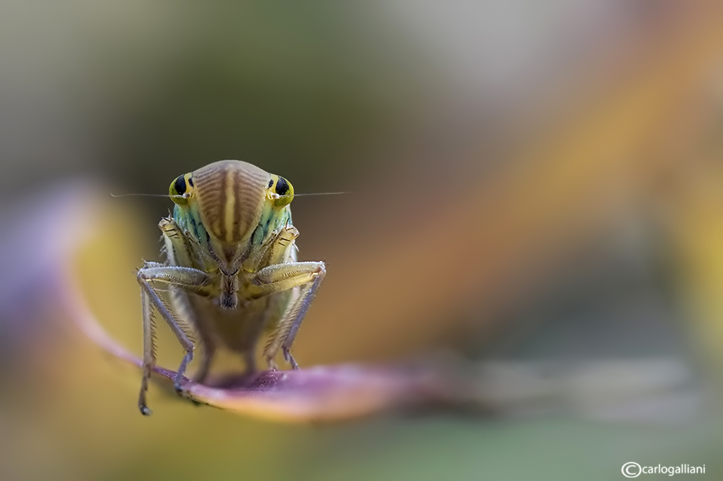 Cicadella viridis psichedelica