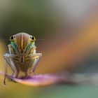 Cicadella viridis psichedelica