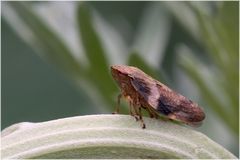 Cicadelle (Aphrophora alni )