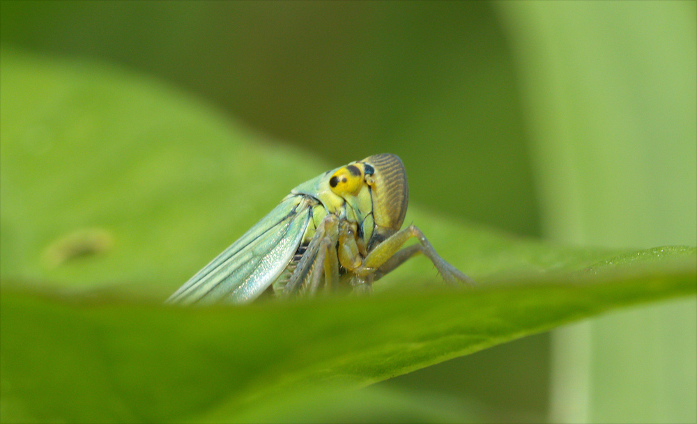 cicadelle verte