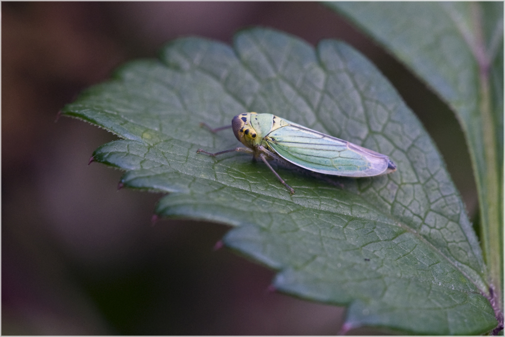 Cicadelle verte