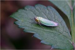 Cicadelle verte