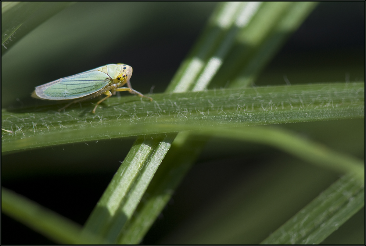 Cicadelle verte