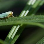 Cicadelle verte