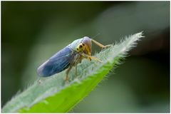 Cicadelle viridis (mâle)