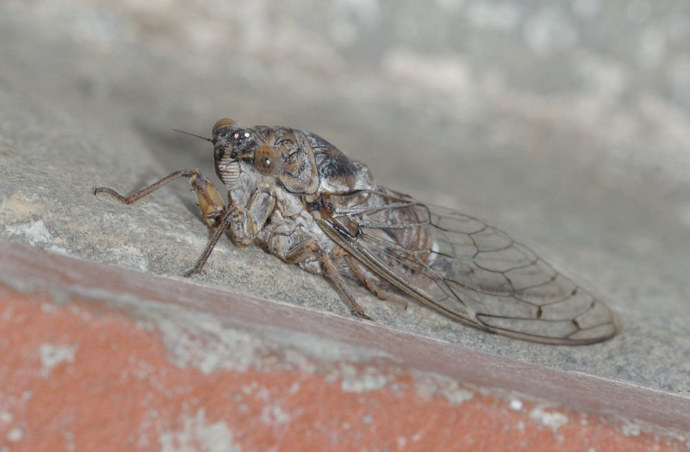 Cicadidae