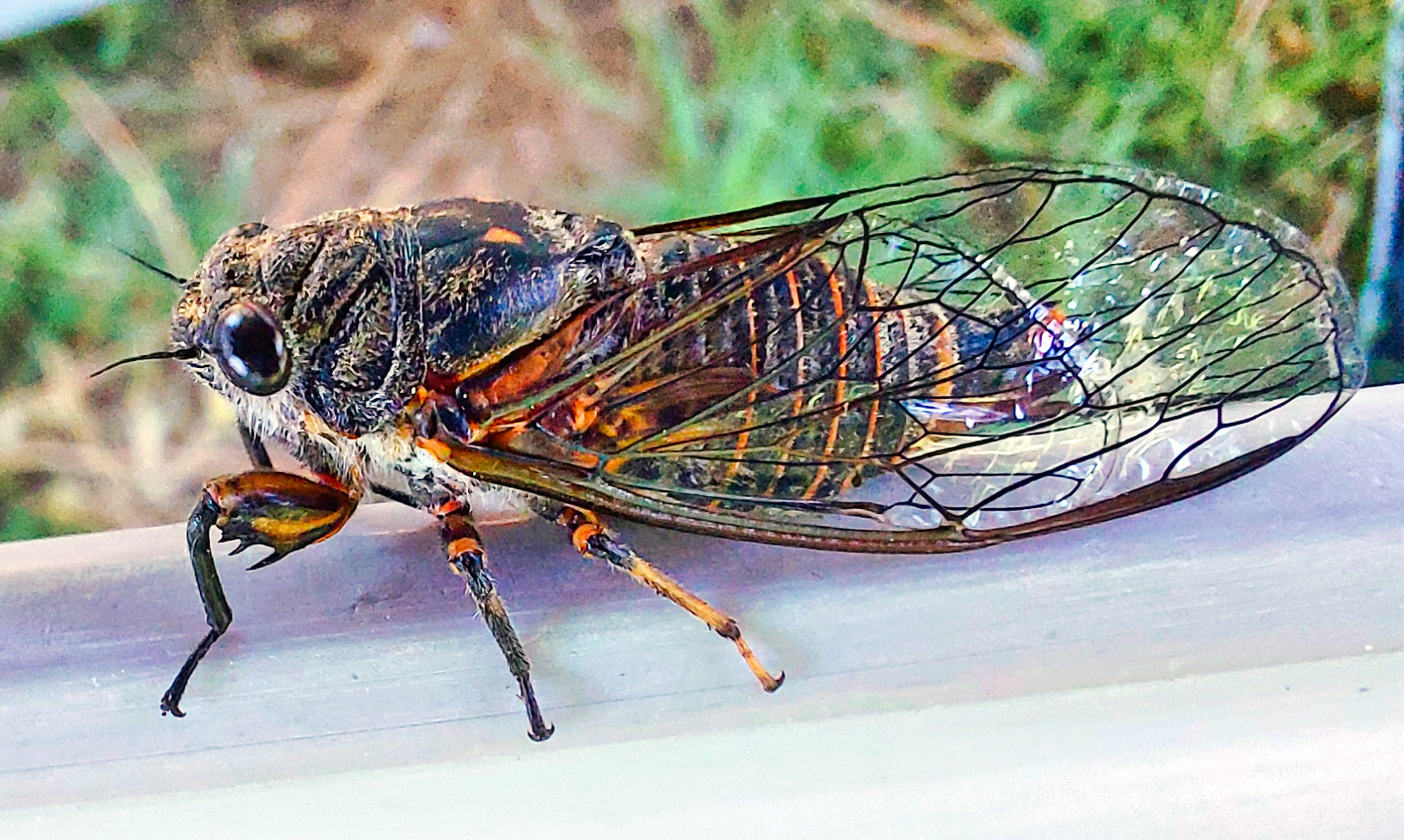 Cicadidae